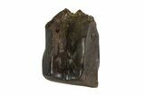 Triceratops Shed Tooth - Montana #93131-1